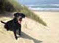Payton on the Beach